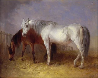 Grey and chestnut horses